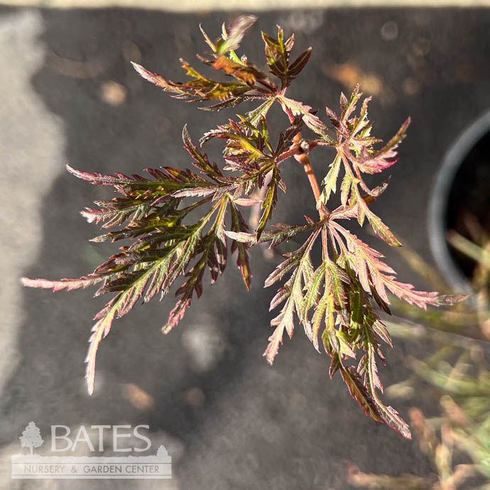 #3 Acer pal var diss Pink Filigree/ Weeping Pink Variegated Japanese Maple