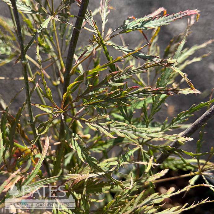 #3 Acer pal var diss Pink Filigree/ Weeping Pink Variegated Japanese Maple