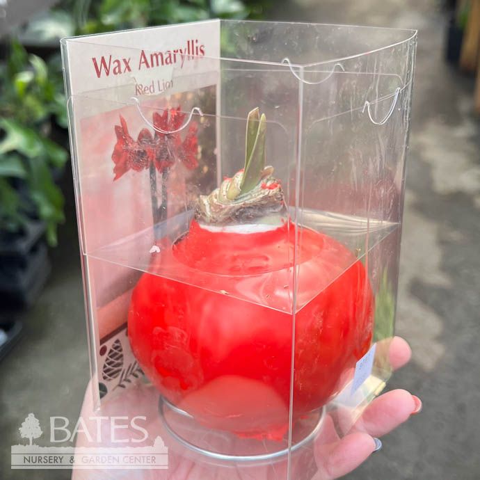 Bulb Amaryllis Red Lion in Wax RED 1Ea