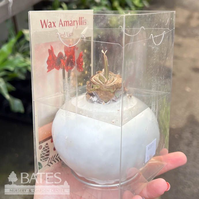 Bulb Amaryllis Red Lion in Wax WHITE 1Ea