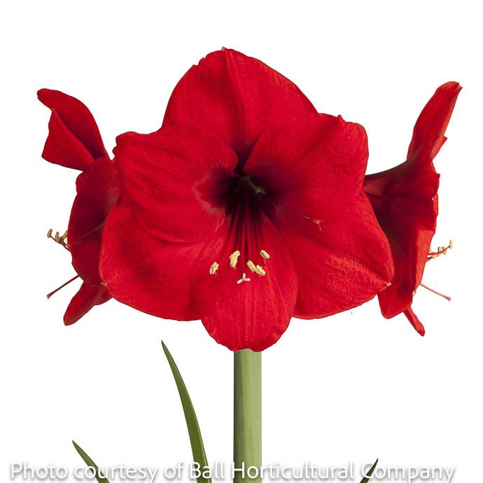 Bulb Amaryllis Red Lion in Wax WHITE 1Ea
