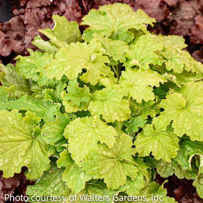 #1 Heuchera PW Dressed Up 'Ball Gown'/ Coral Bells