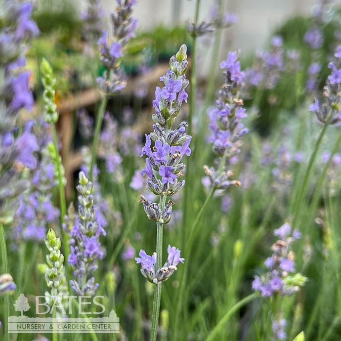 #1 Lavandula x int Grosso/ French Lavender - No Warranty