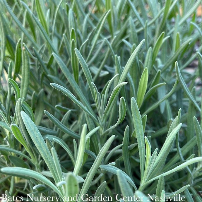 #1 Lavandula x int Grosso/ French Lavender - No Warranty