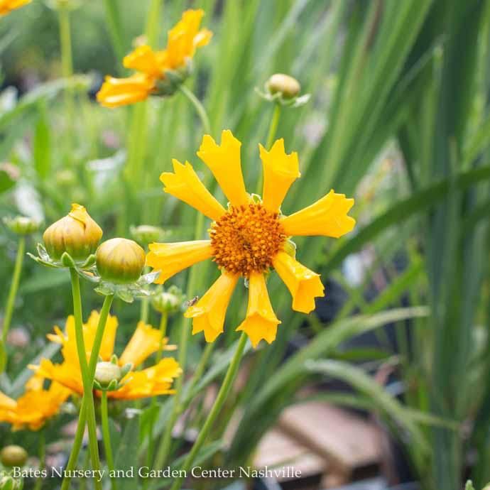 #1 Coreopsis x Jethro Tull/ Gold Tickseed