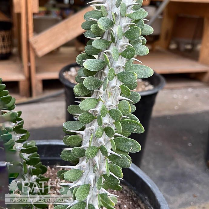 12p! Alluaudia Procera Ocotillo Cactus /Tropical