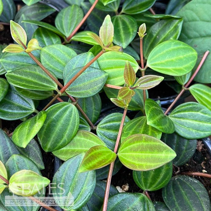4p! Peperomia angulata Funky Frog /Tropical