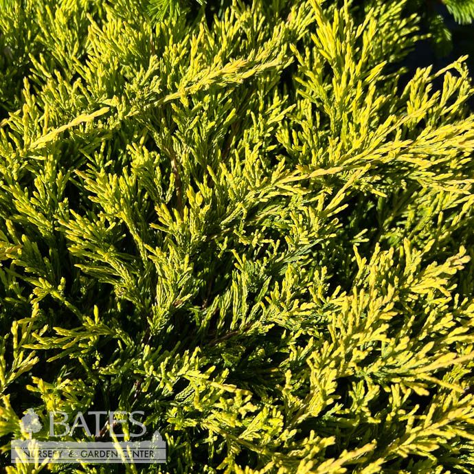 #1 Juniperus horiz Limeglow/ Creeping Juniper
