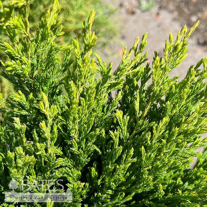 LPP(4p) Juniperus horiz Limeglow/ Creeping Juniper