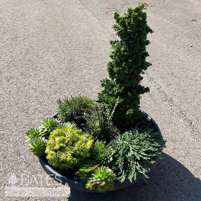 16P Iseli &#39;Primo&#39; Color Bowl Patio Garden