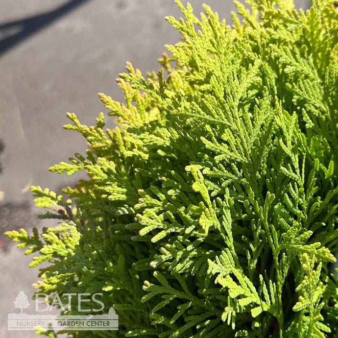 #1 Thuja occ Autumn Moon/ Dwarf Gold Globe Arborvitae