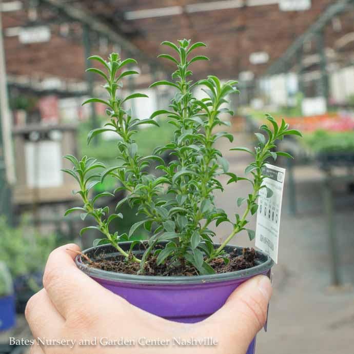 Herb 4p Winter Savory