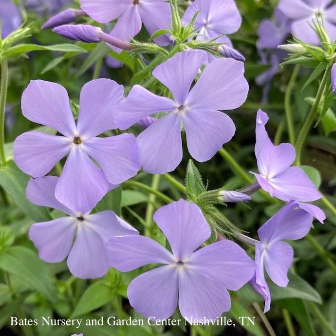 #1 Phlox div AB Blue Moon/ Woodland Native (TN)