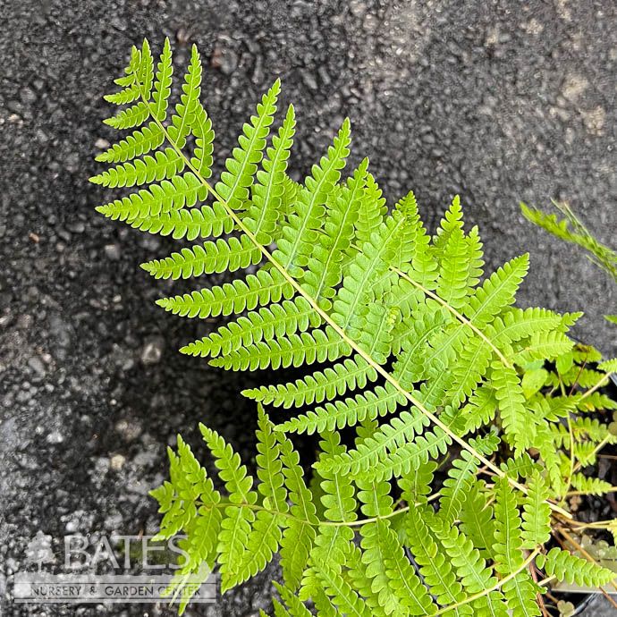 #1 Osmunda cinnamomea/ Cinnamon Fern Native (TN)