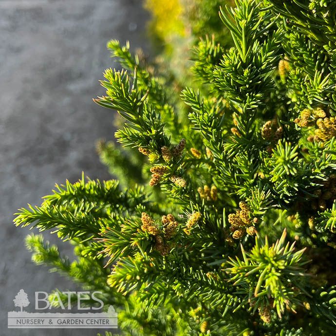 #2 Cryptomeria japonica Black Dragon/ Japanese False Cedar