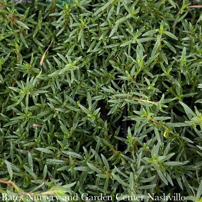 Edible 4p Thymus x citriodorus Spicy Orange/ Scented Thyme