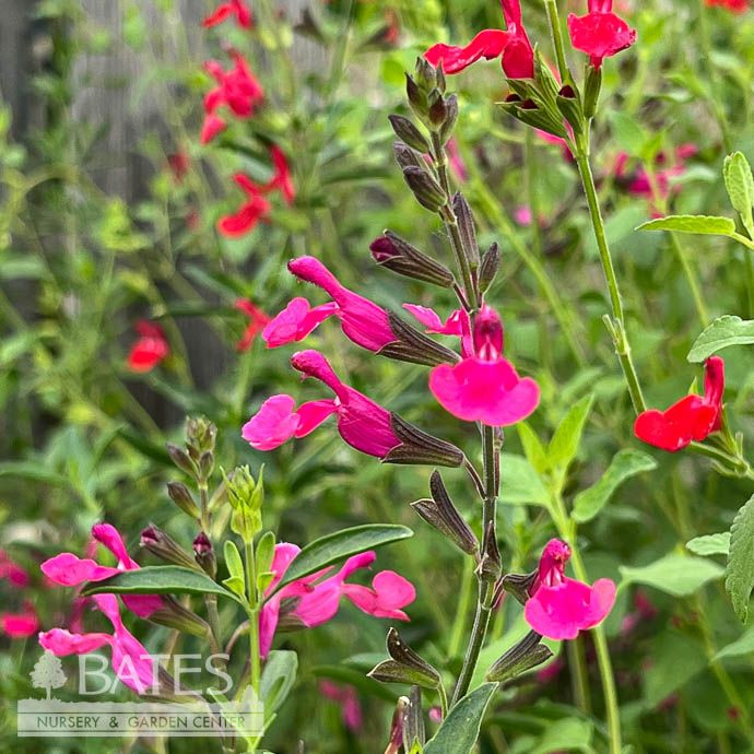 QP Salvia greggii Wild Thing/ Hot Pink Meadow Sage Native (R) - No Warranty