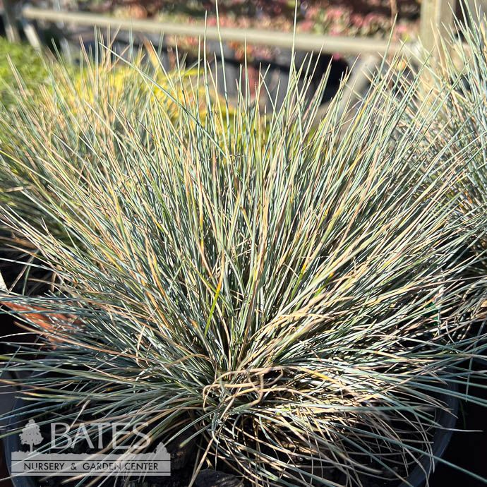 #1 Grass Festuca glauca SL Beyond Blue/ Fescue