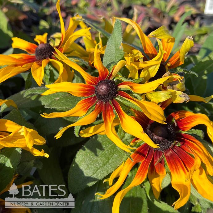#1 Echibeckia Summerina 'Blazing Fire'