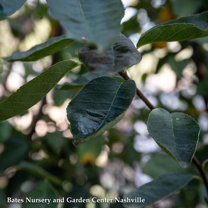 #5 SINGLE Amelanchier x grand Autumn Brilliance/ Apple Serviceberry Native (TN)