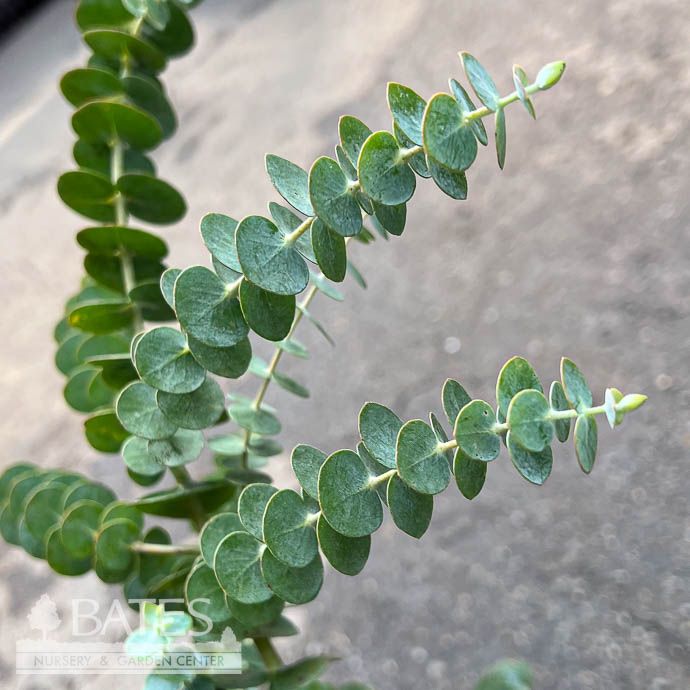 Tropical #1 Eucalyptus pul Baby Blue Bouquet/ Silver Dollar - No Warranty