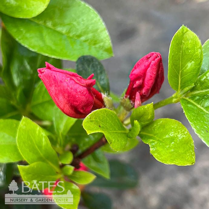 3 Azalea x Girard's Crimson/ Red