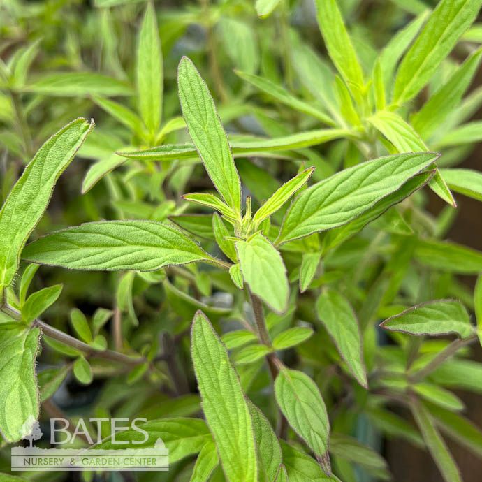 4p Monarda punctata/ Horse Mint, Spotted Beebalm Native (TN)