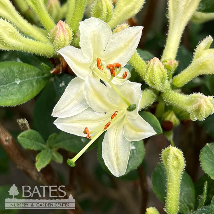 #2 Azalea x Fragrant Star/ White Deciduous