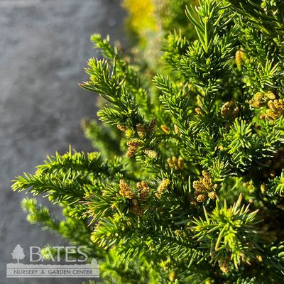 5 Cryptomeria japonica Black Dragon/ Japanese False Cedar