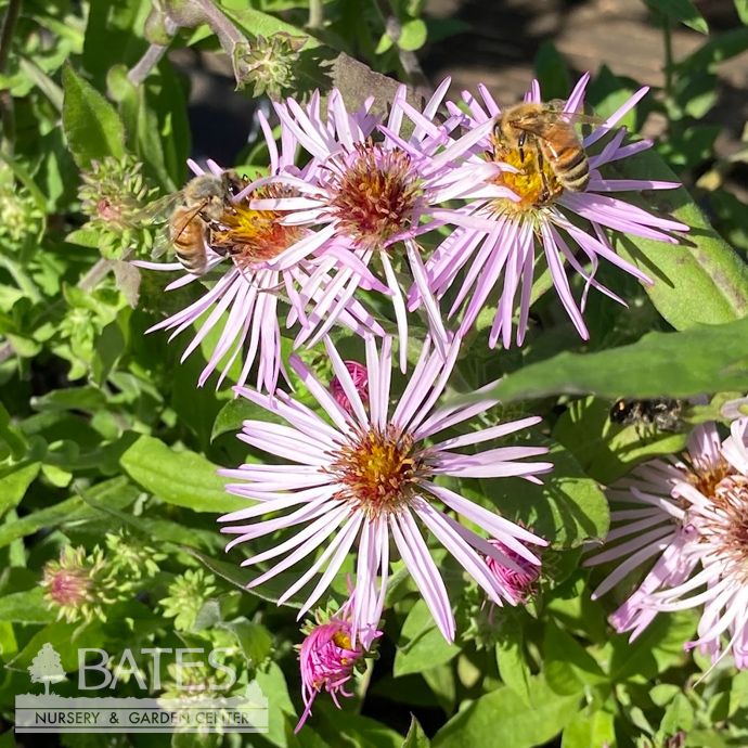 QP Ampelaster carolinianus/ Climbing Aster Native (R)