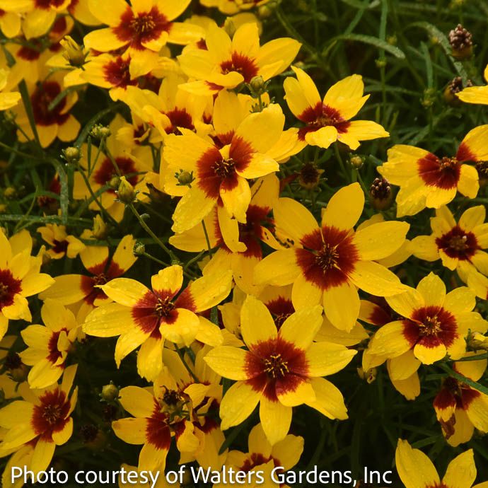 #1 Coreopsis vert PW Designer Threads &#39;Golden Needles&#39;/ Maroon, Yellow Threadleaf Tickseed Native (TN)