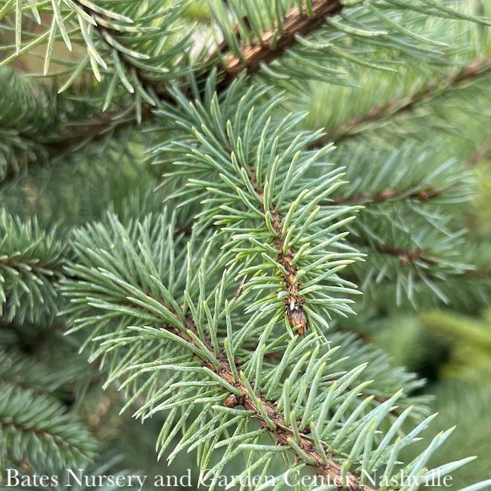 #5 Picea pun Blue Diamond/ Blue Spruce