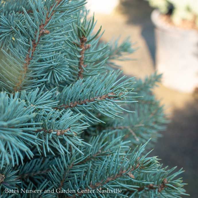 #10 Picea pun Baby Blue/ Dwarf Colorado Blue Spruce