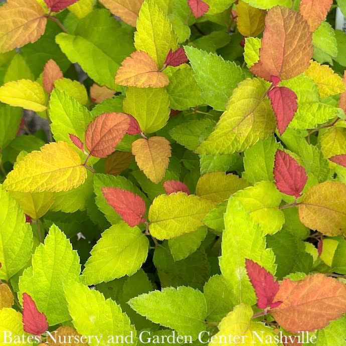 #3 Spiraea japonica PW Double Play &#39;Candy Corn&#39;/ Purple Flowers