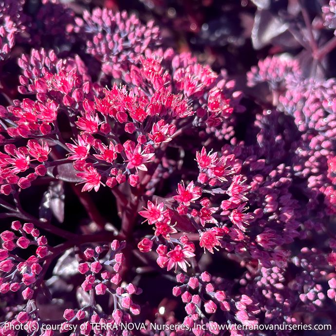 #1 Sedum x Nova &#39;Cherry Fizz&#39;/ Stonecrop