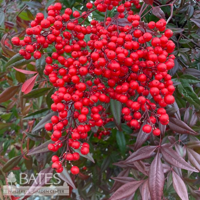 #7 Nandina domestica/ Heavenly Bamboo