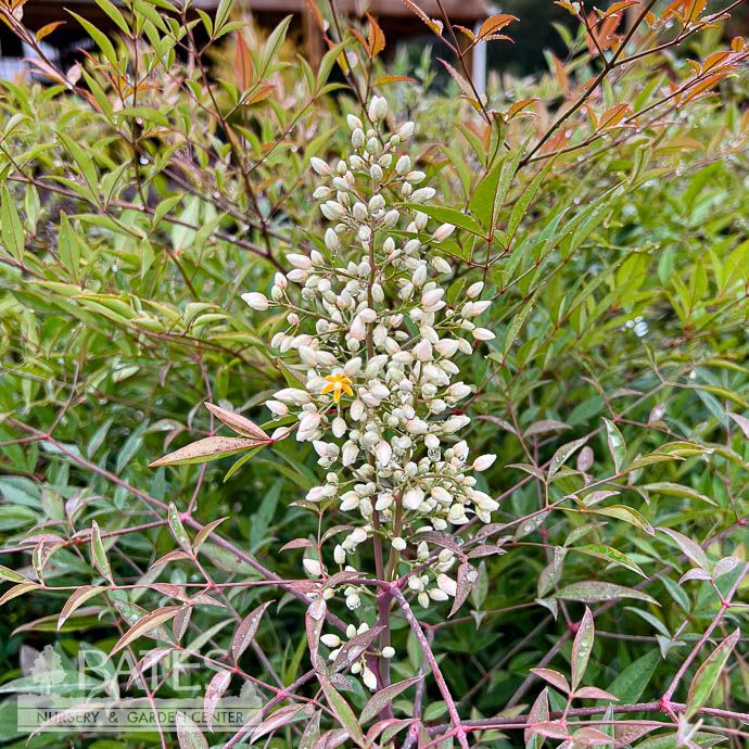 #3 Nandina domestica/ Heavenly Bamboo