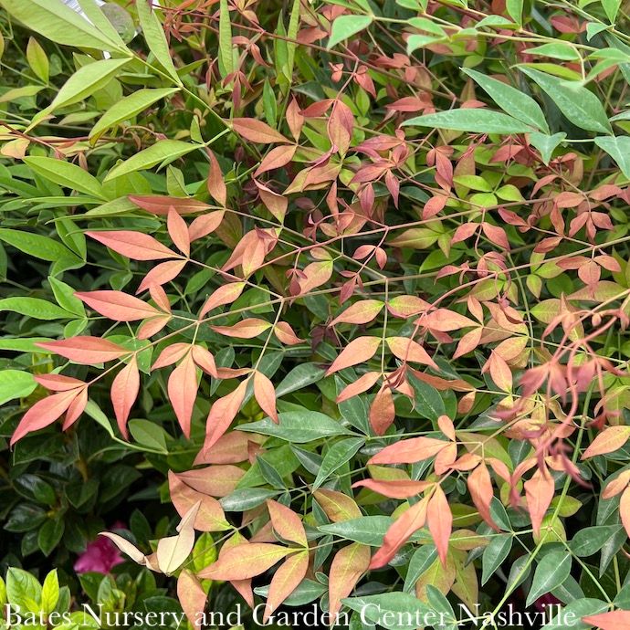#3 Nandina domestica/ Heavenly Bamboo
