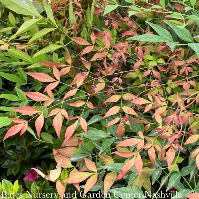 4&#39; ft Nandina domestica/ Heavenly Bamboo