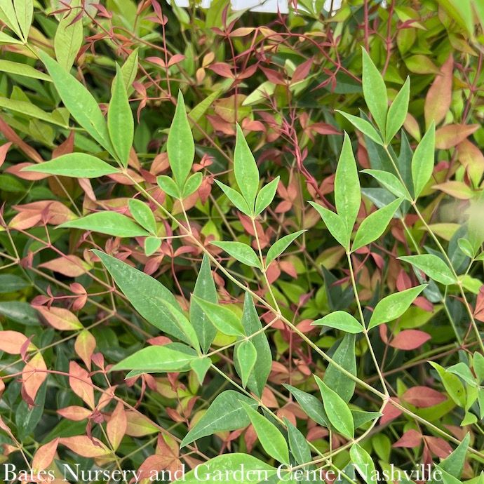 4&#39; ft Nandina domestica/ Heavenly Bamboo