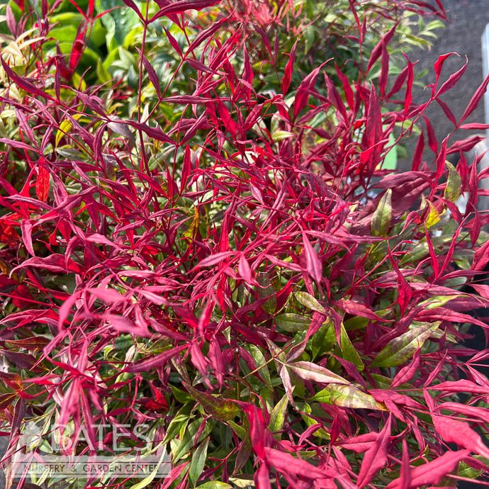 #5 Nandina dom Sienna Sunrise/ Heavenly Bamboo