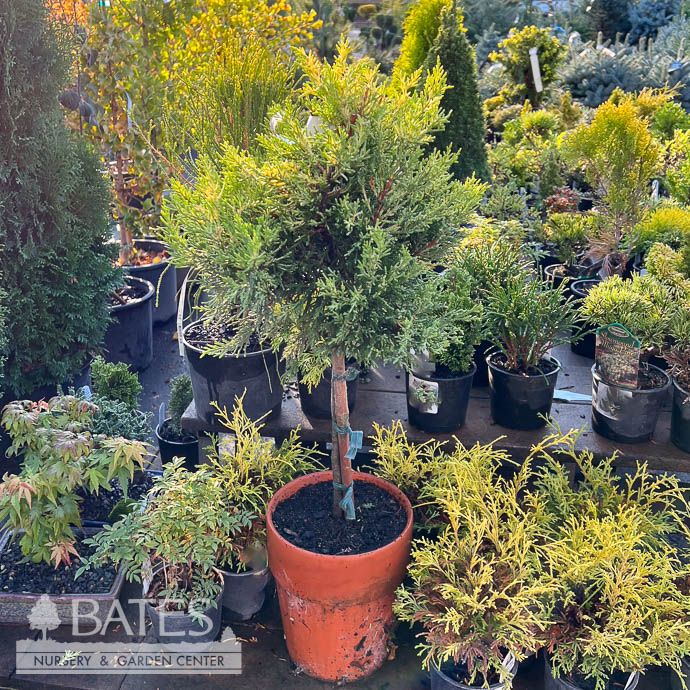 7&quot; Terra Cotta PT Cupressus macrocarpa Donard Gold/ Monterey Cypress