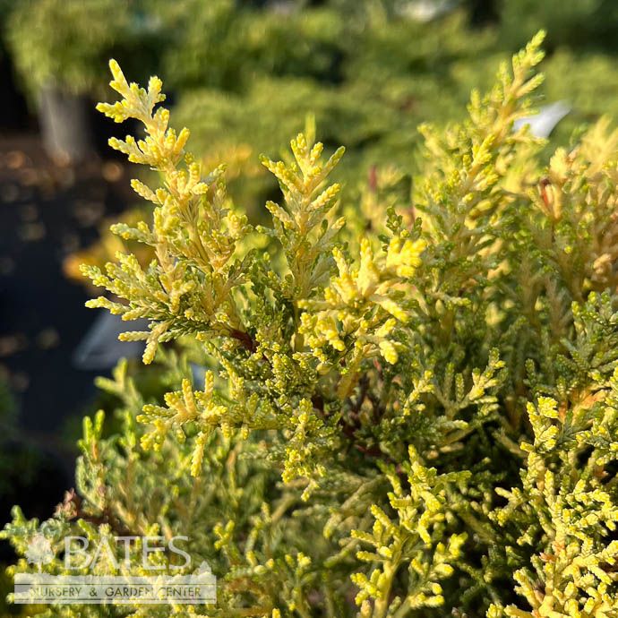 Topiary Terra Cotta Patio Tree 7" Cupressus macrocarpa Donard Gold/ Monterey Cypress