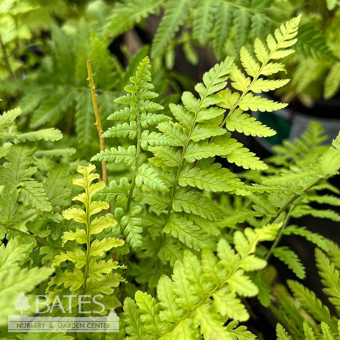 #1 Dryopteris filix-mas Robusta/ Robust Male Fern
