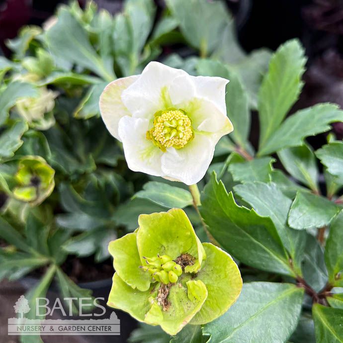 #1 Helleborus Heavenly/ Lenten Rose