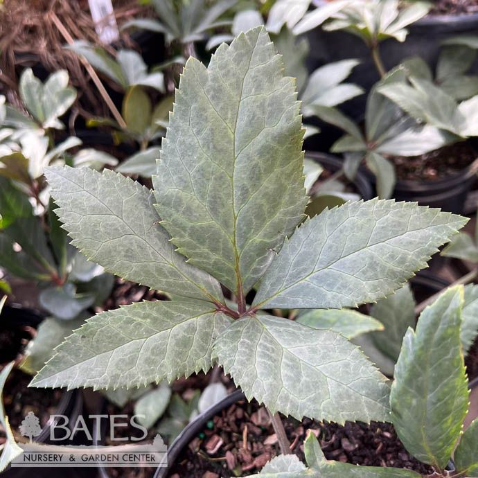 #1 Helleborus x eric Winter Star/ White Lenten Rose