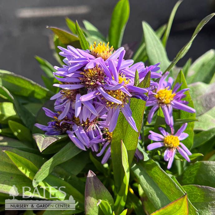 #1 Symphyotrichum nov-belgii Professor Kippenberg/ Dwarf New York Blue Aster Native (R)