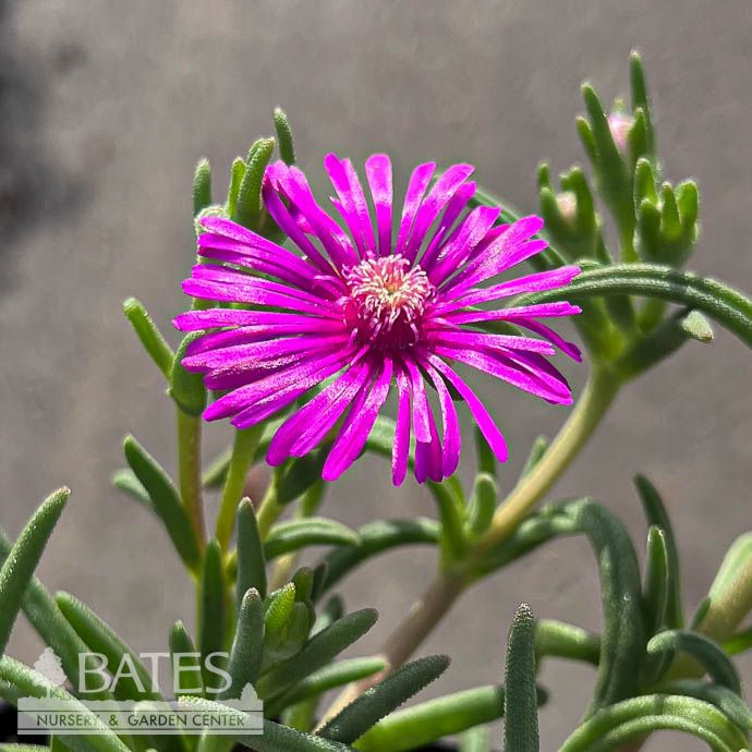 QP Delosperma coop Trailing Purple/ Ice Plant