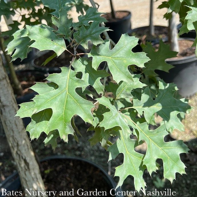 #10 Quercus shumardii/ Shumard Red Oak Native (TN)