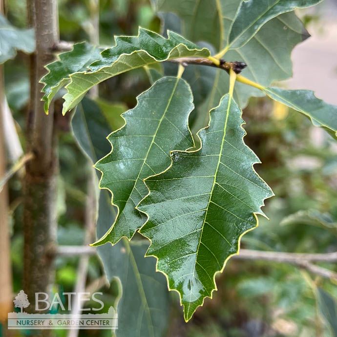#7 Quercus muehlenbergii/ Chinkapin (Chinquapin) Oak Native (TN)